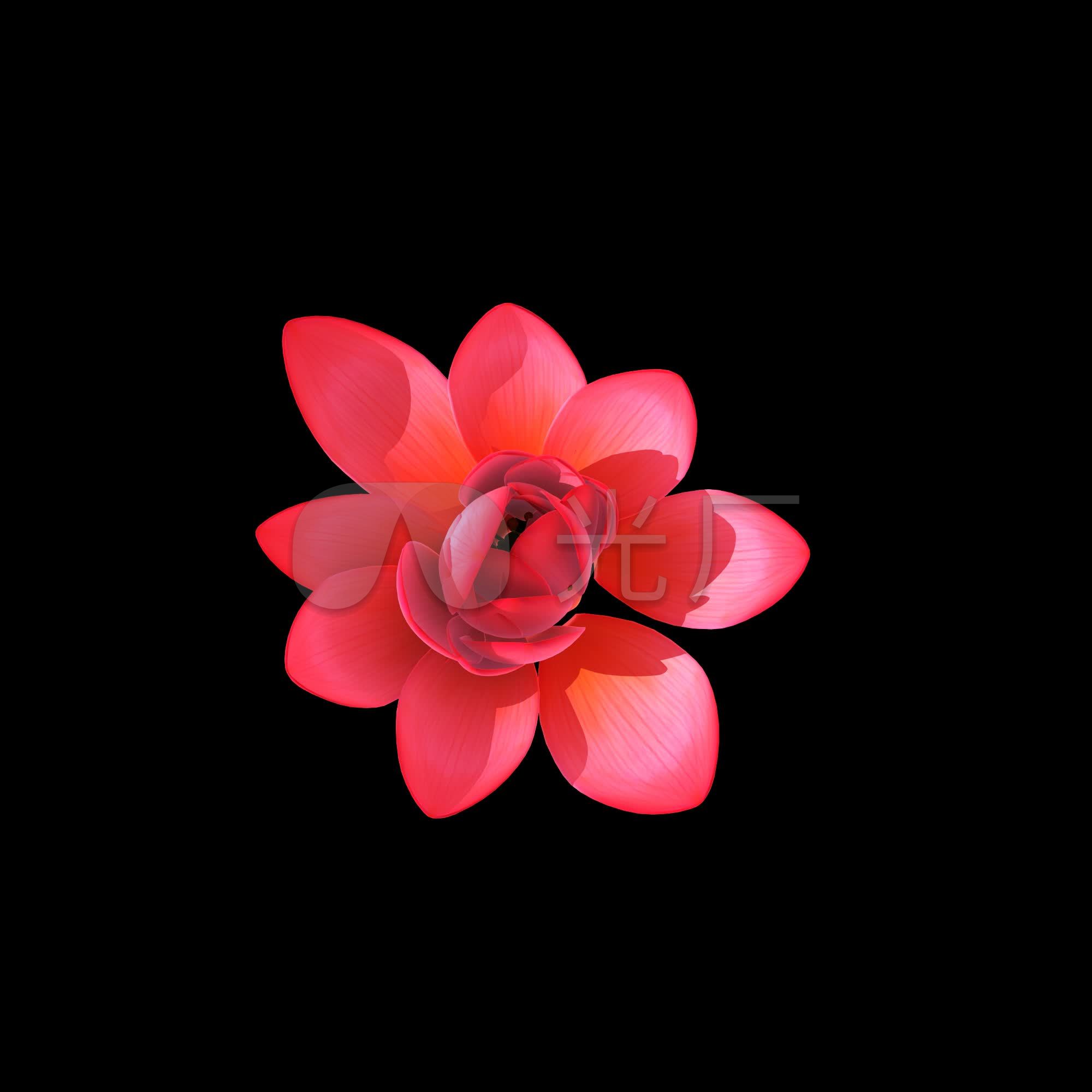 荷花开-角度3(俯视(带透明通道)