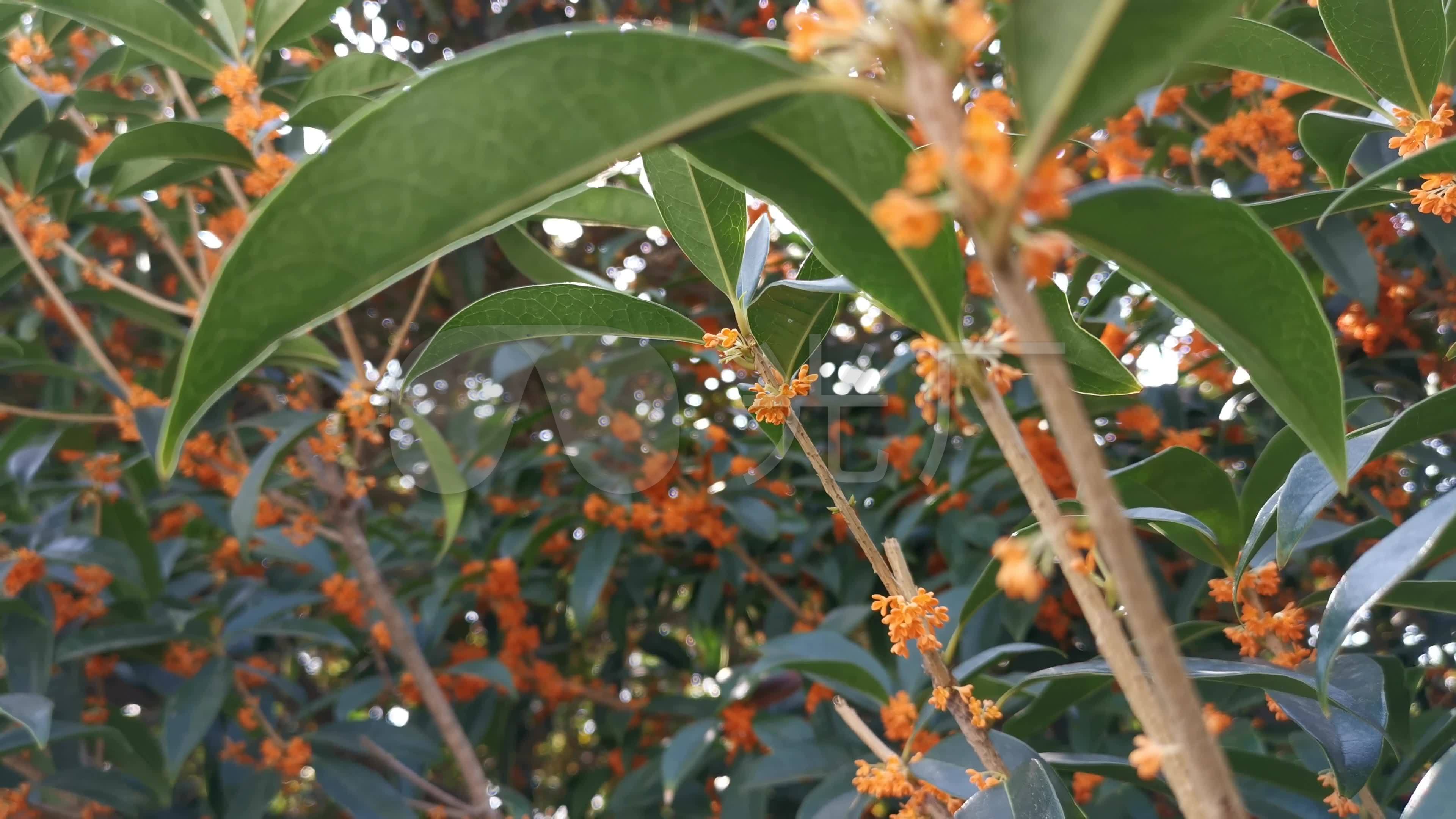 4k桂花树桂花秋天桂花大桂花树