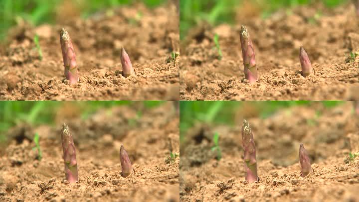 芦笋生长 延时摄影 植物生长 雨后春笋