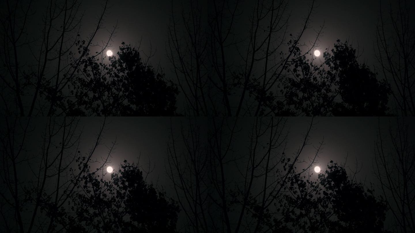 刮大风的夜晚4k明月实拍摇曳的大树狂风大树摇摆夜晚大月亮夜空明月