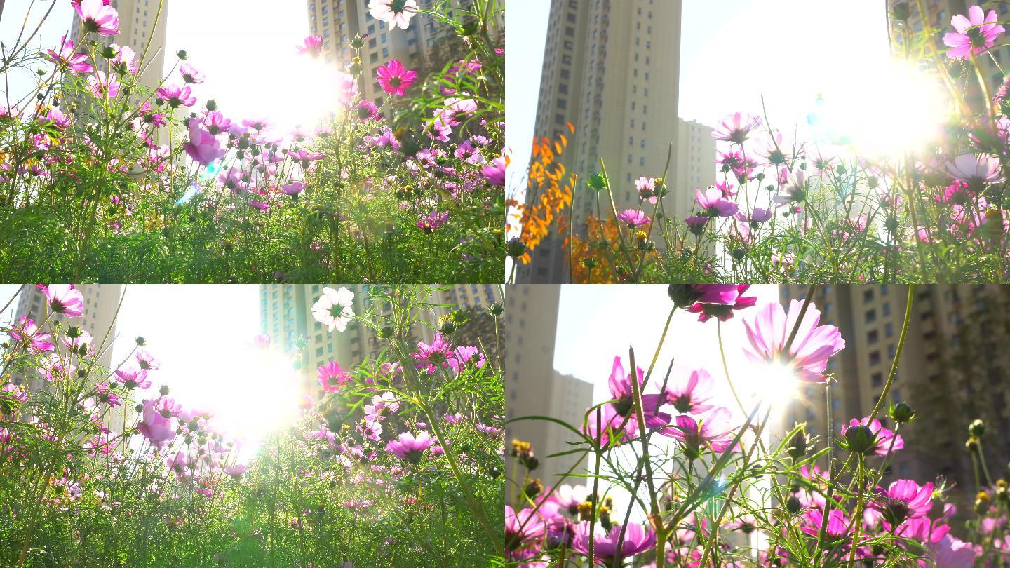 上一页 / 下一页 键盘左右键也可以翻页哟画质举报 4j阳光花儿花朵
