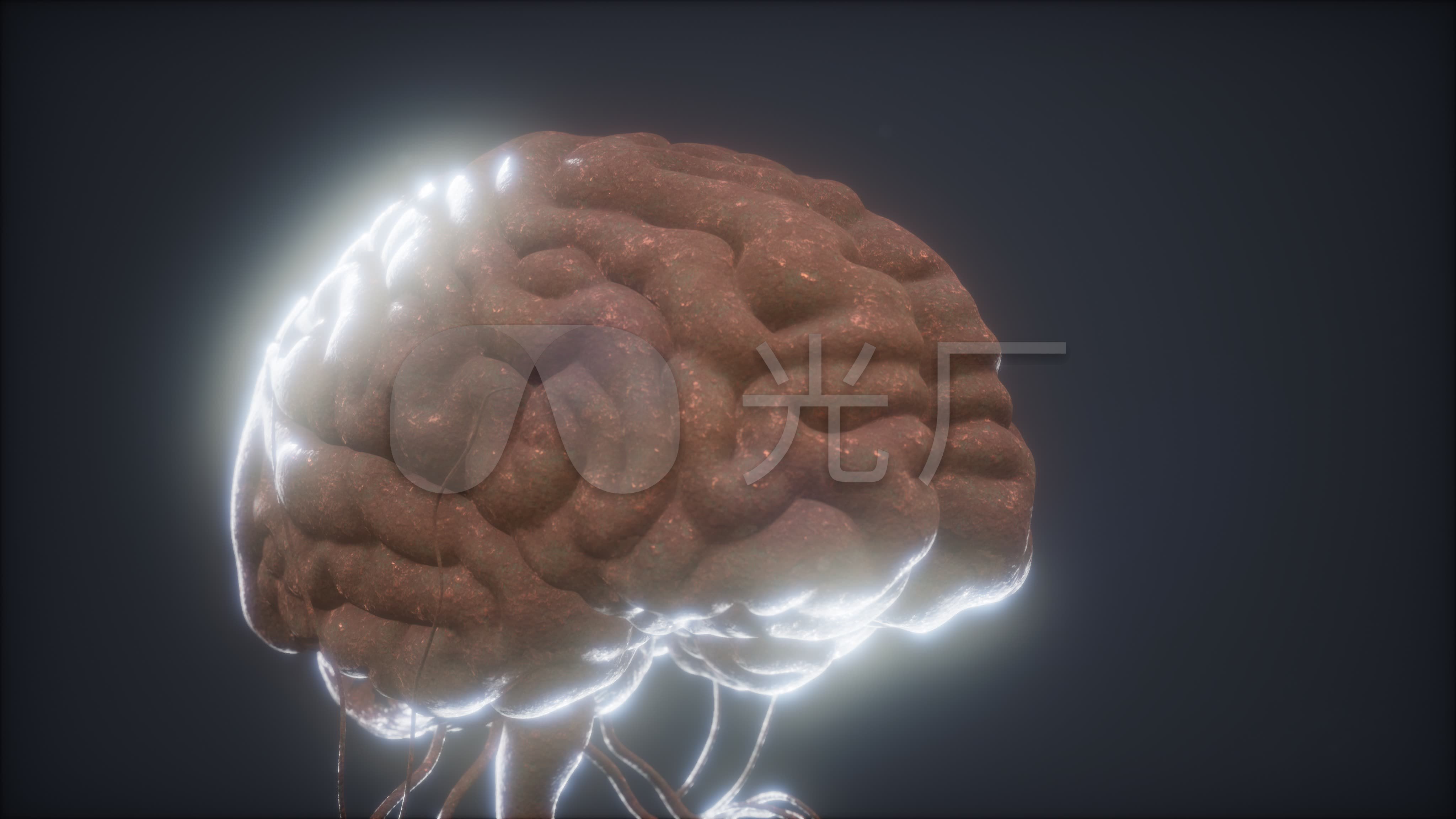 医学大脑三维动画_4096x2304_高清视频素材下载(编号