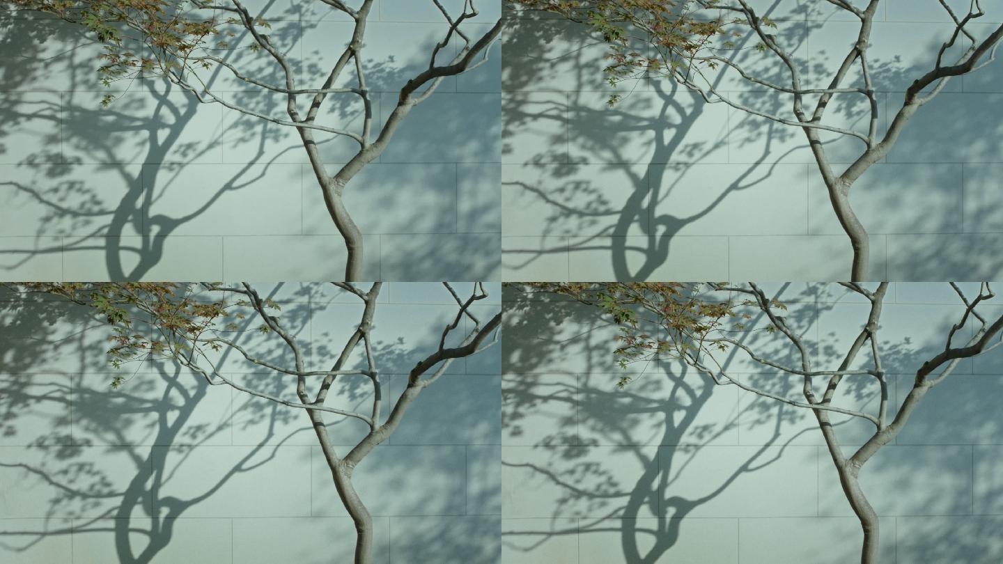园林景观树影特写光影_2048x1152_高清视频素材下载(编号:4087114)