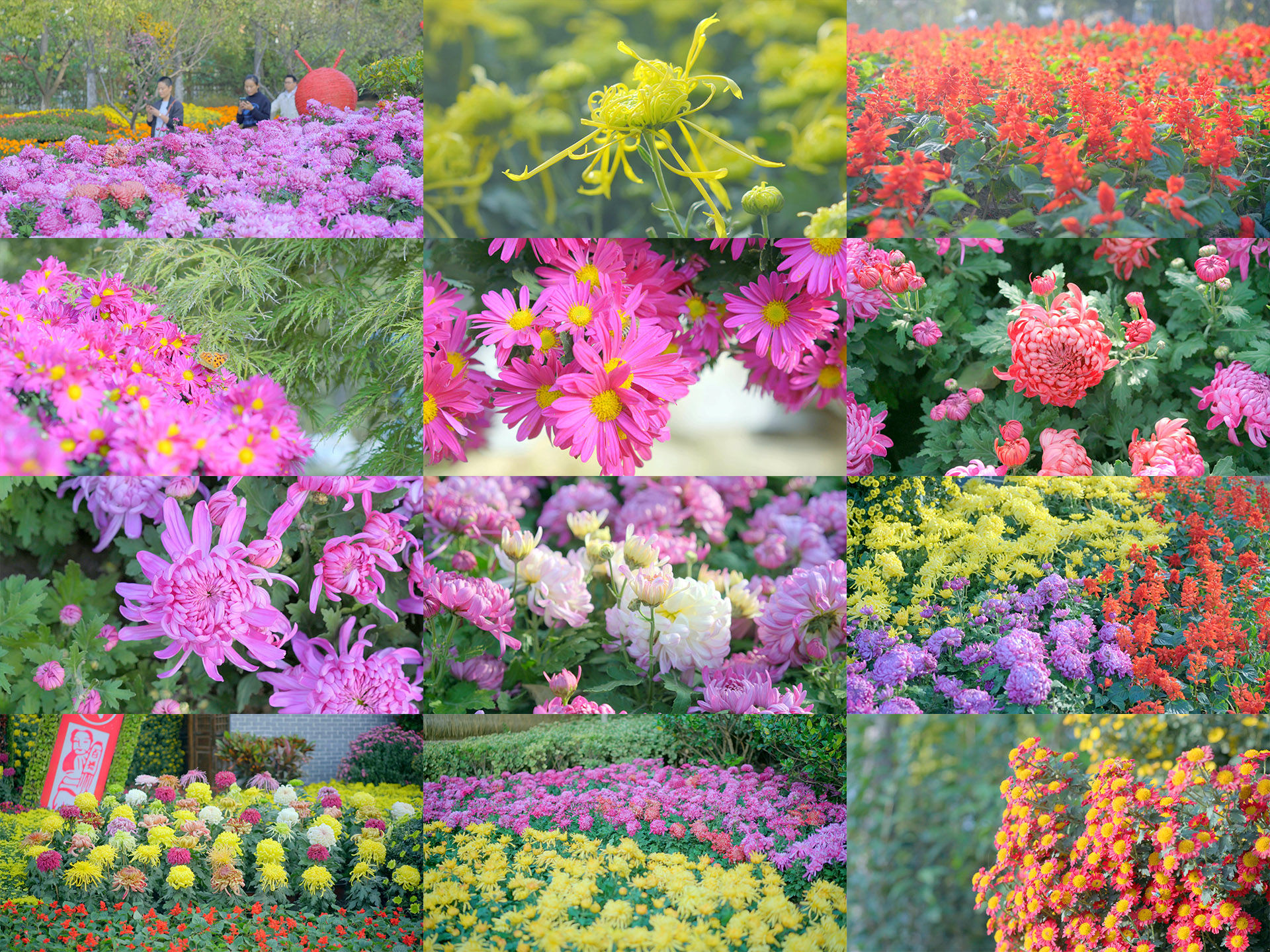 公园植物园鲜花展