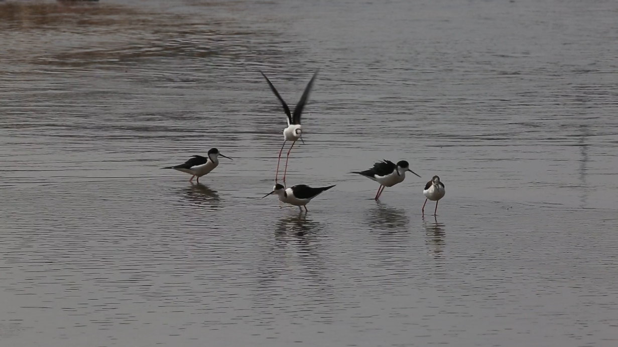 湿地保护水鸟觅食活动拍摄