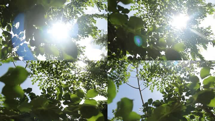 阳光透过槐树树叶-唯美光晕光斑