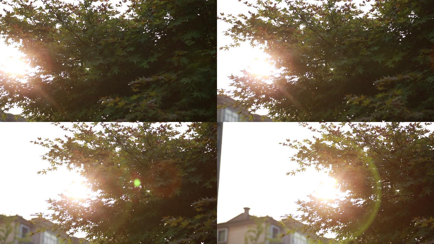 早晨阳光
