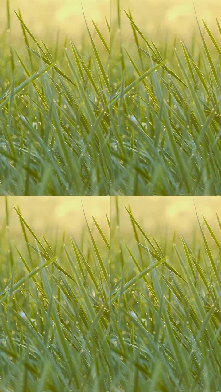 光斑青草水珠清新绿色自然清新