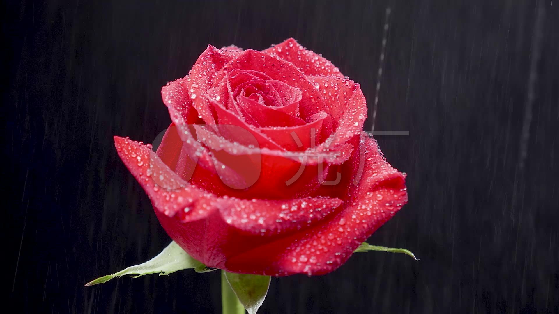雨中玫瑰花雨打玫瑰花瓣质感时尚唯美