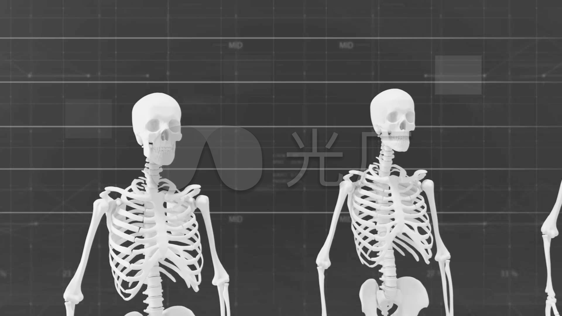 人体骷髅骨骼差异对比