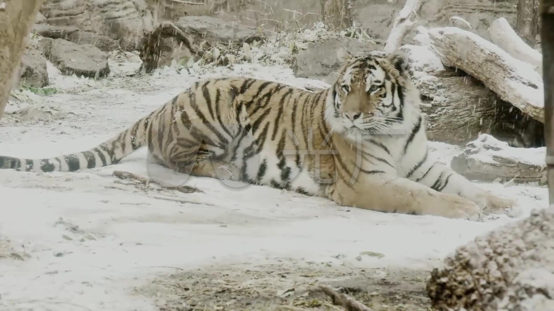 雪中老虎