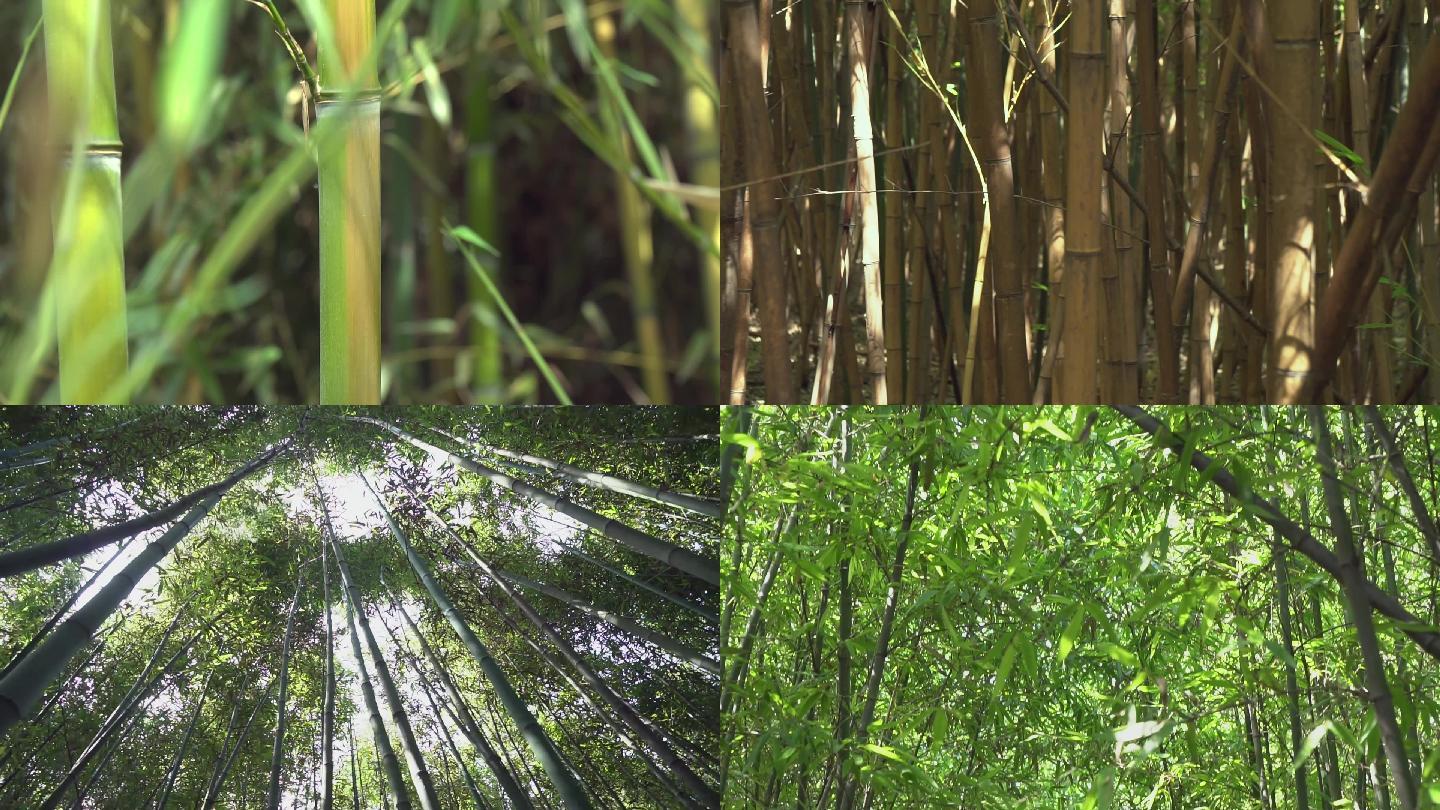 竹林中竹子种类与生长环境,竹编用具材料.