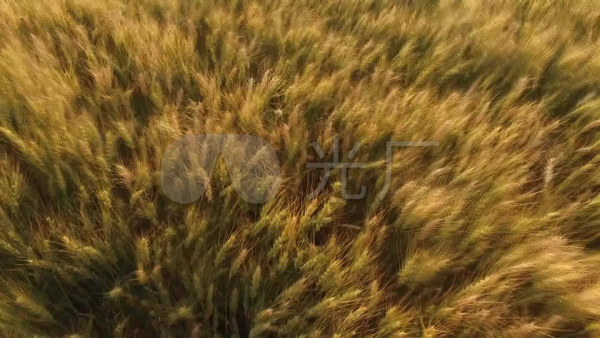 成熟小麦农业丰收