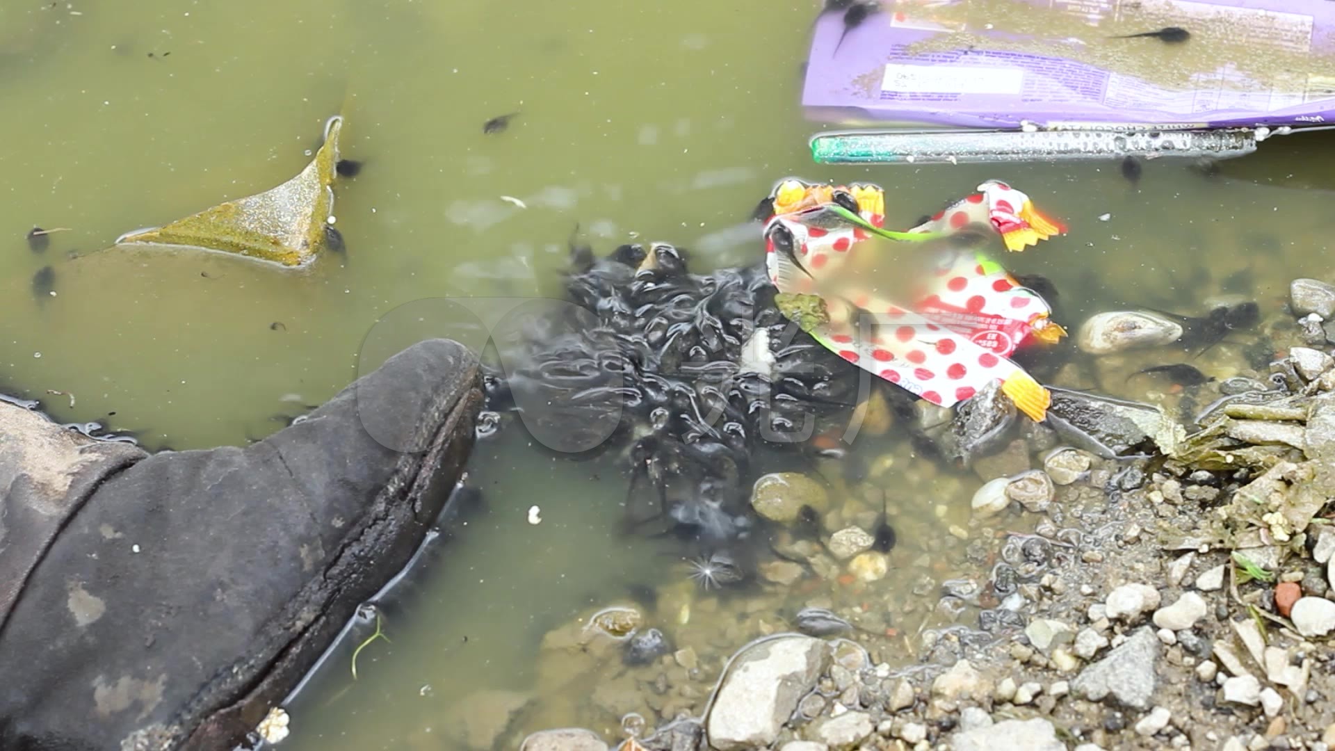 水污染河流蝌蚪生物环境污染