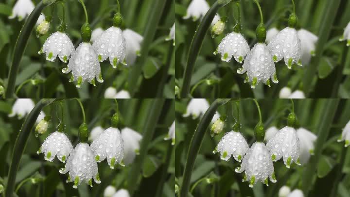 微风下花上的雨滴