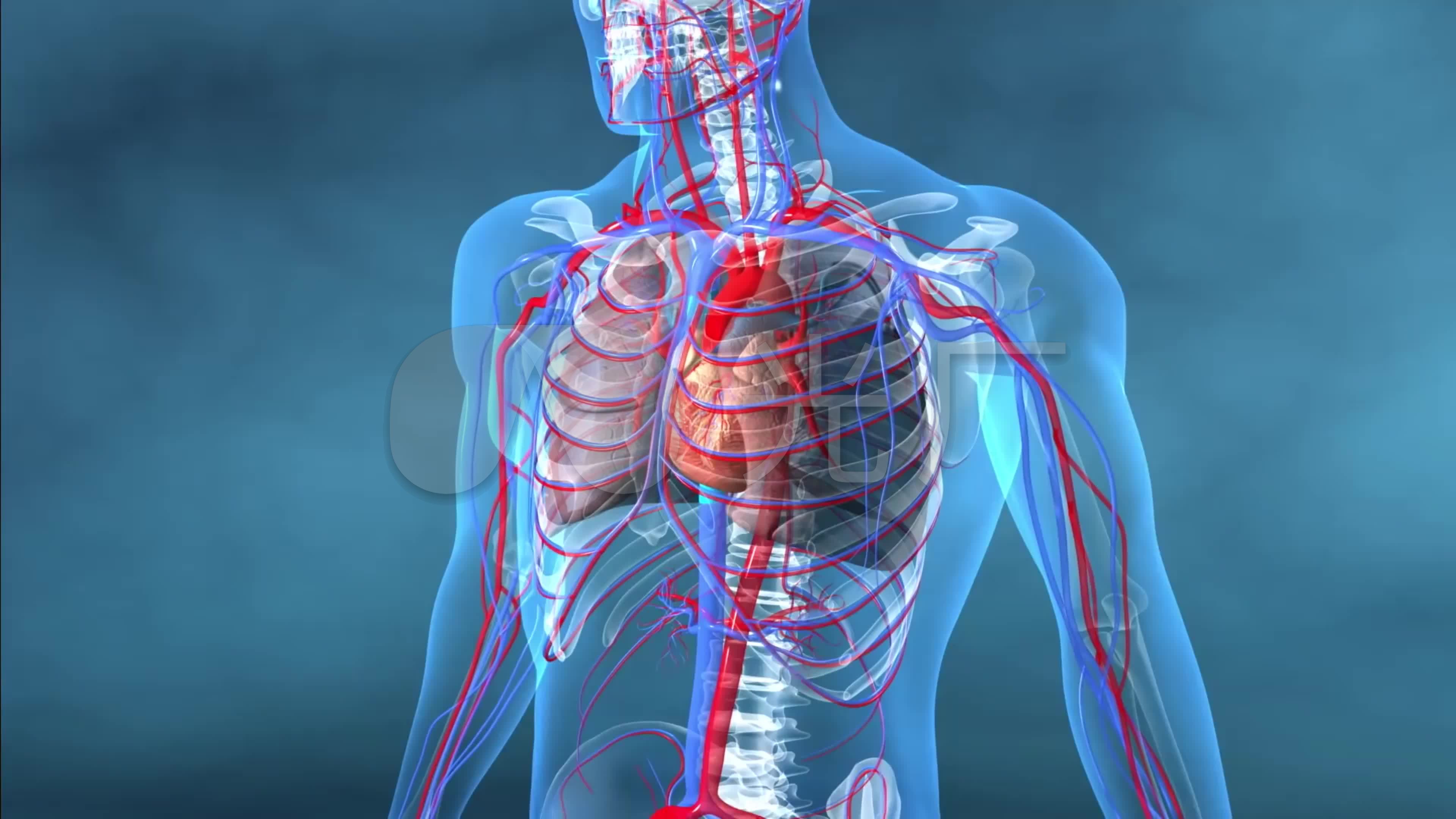 【4k】心脏跳动的心血管系统