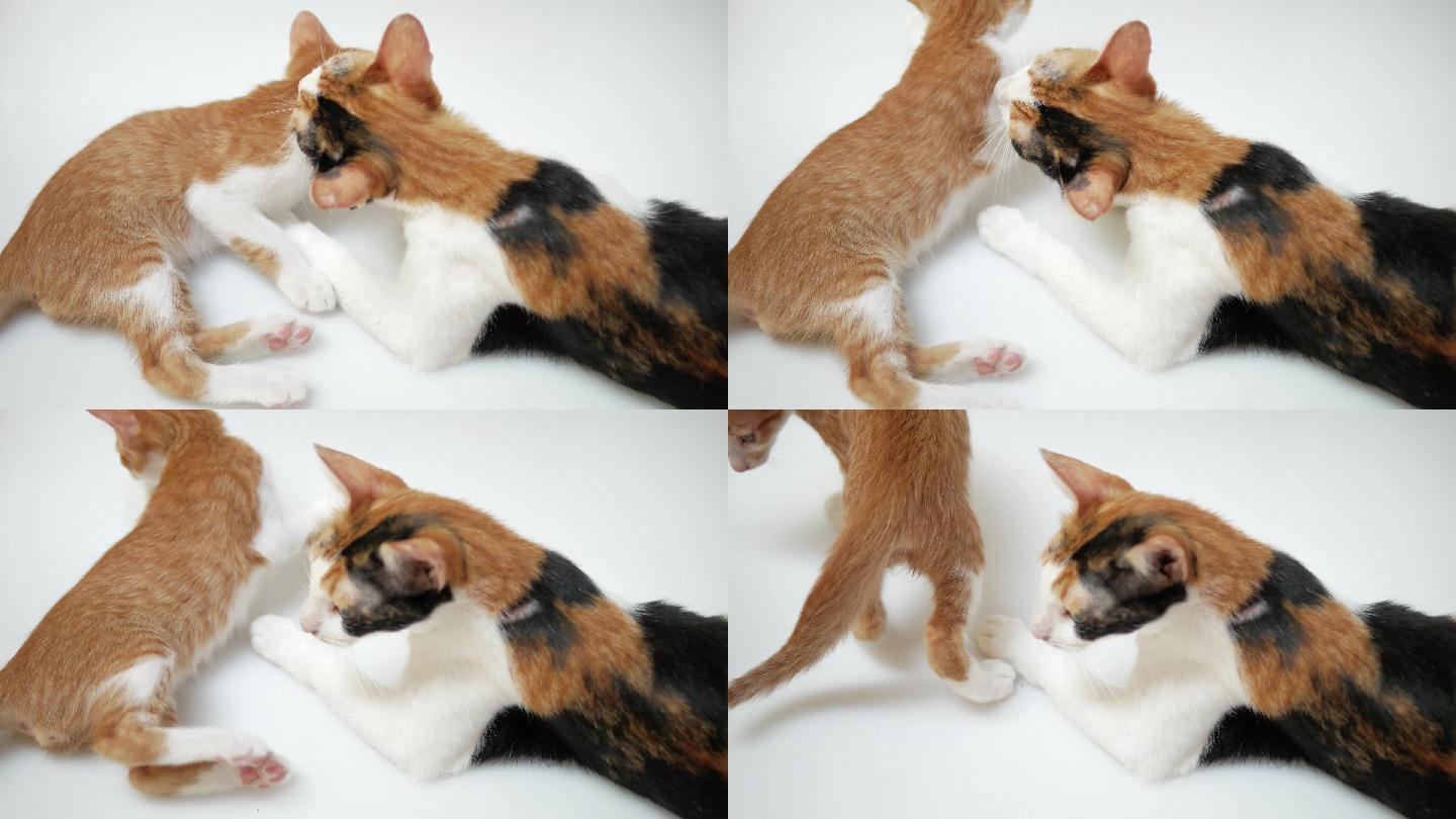 4k萌宠猫咪幼猫小猫母猫猫妈妈舔舐母爱