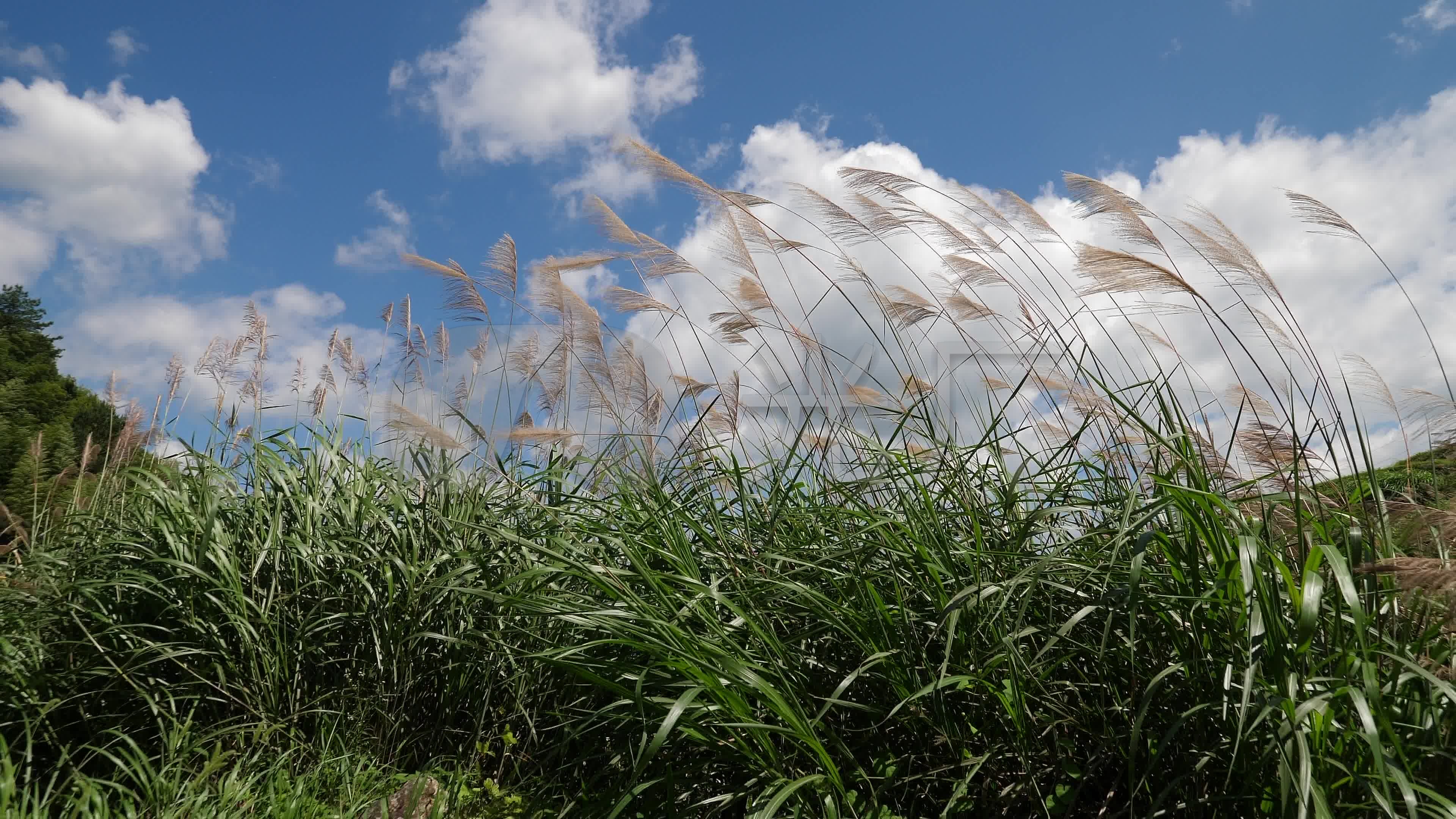 风吹芦苇_3840x2160_高清视频素材下载(编号:4193547)