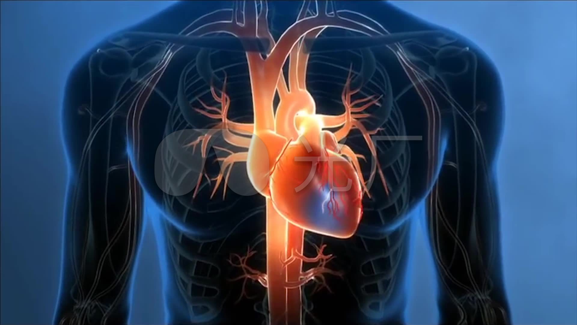 心脏系统三维