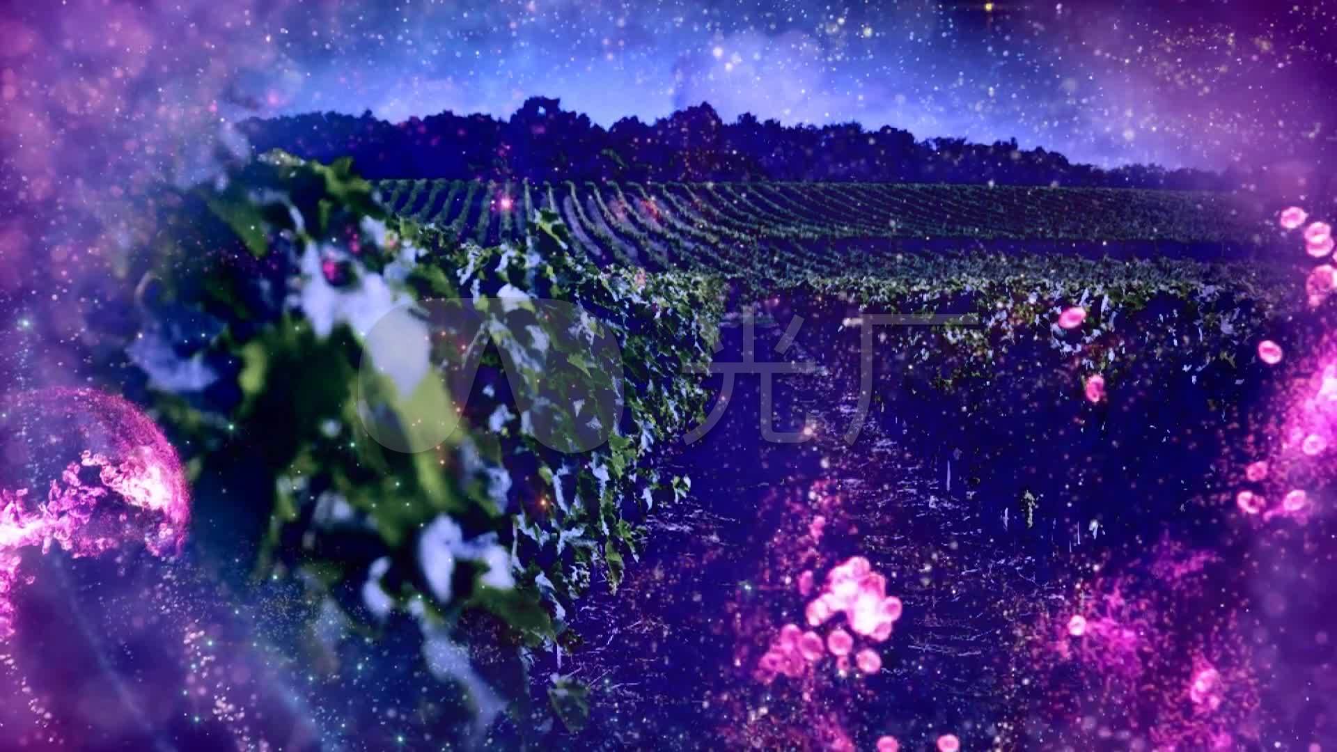 葡萄园夜曲成品背景led歌曲舞蹈背景视频