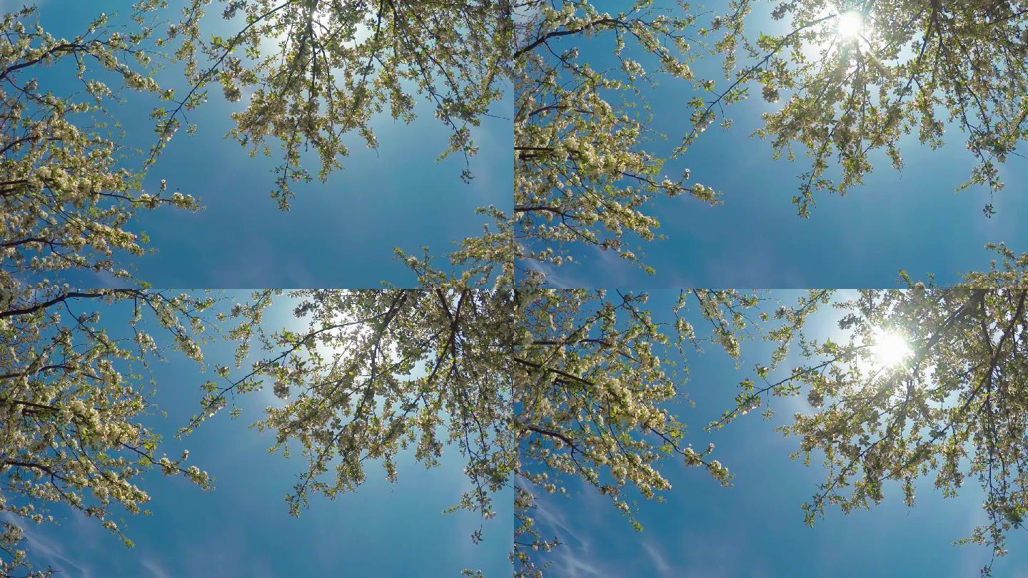 苹果树开花森林阳光仰拍