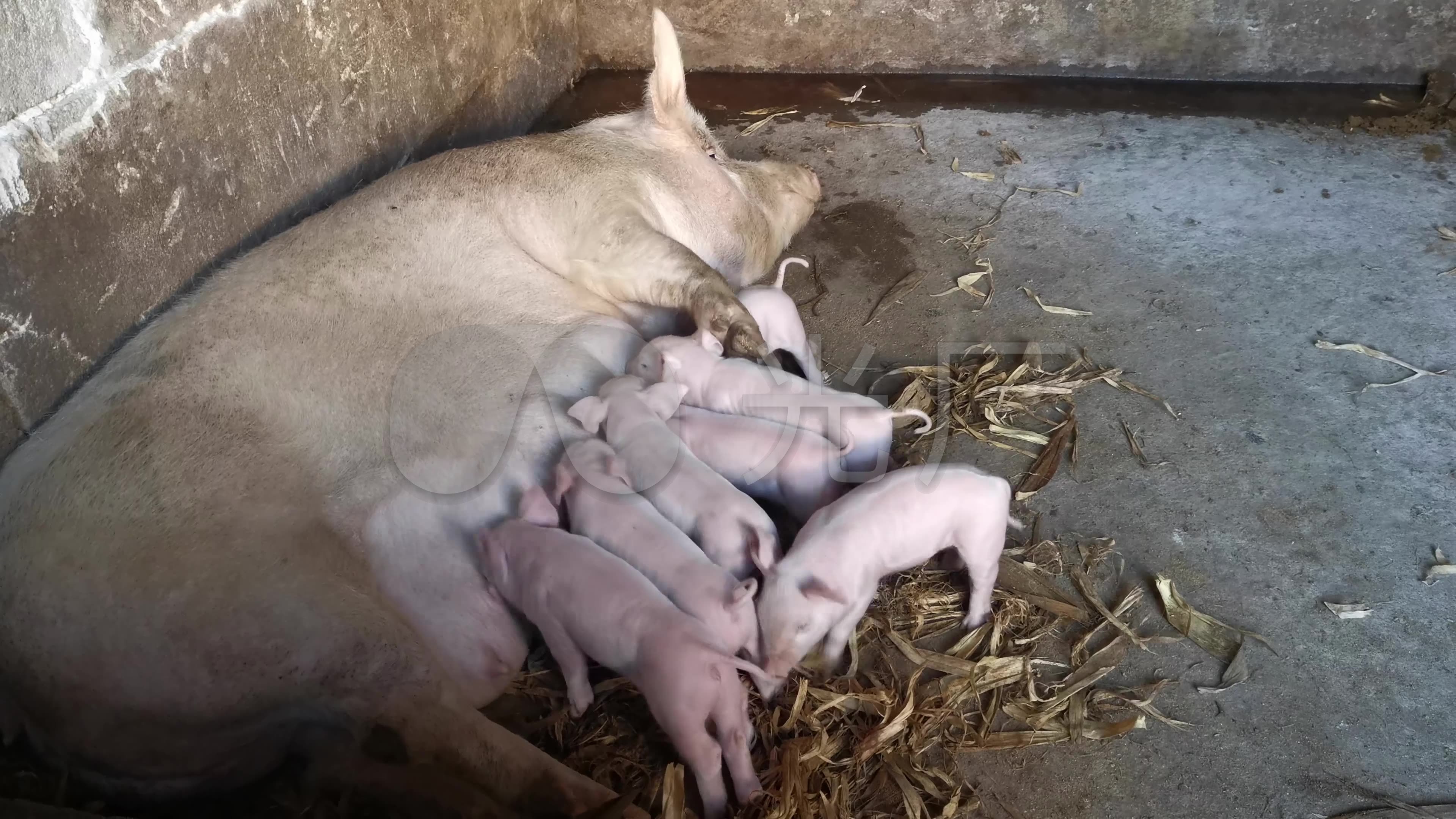 生猪母乳喂养小猪幼猪小猪吃奶幼猪_3840x2160_高清