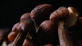 黑皮鸡枞菌视频素材