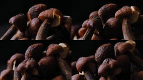 黑皮鸡枞菌