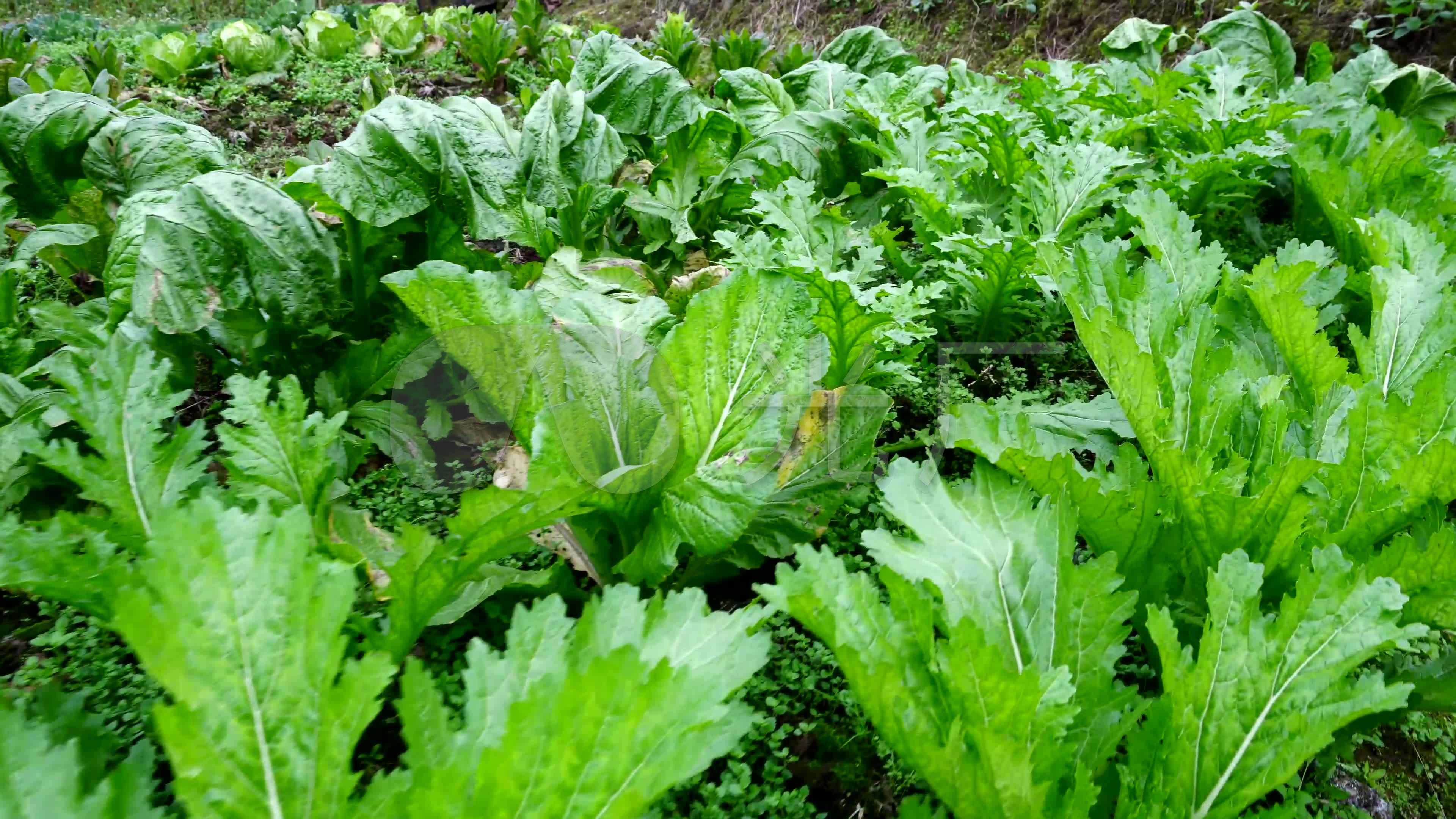 菜地蔬菜素材_3840x2160_高清视频素材下载(编号:4325185)_实拍视频