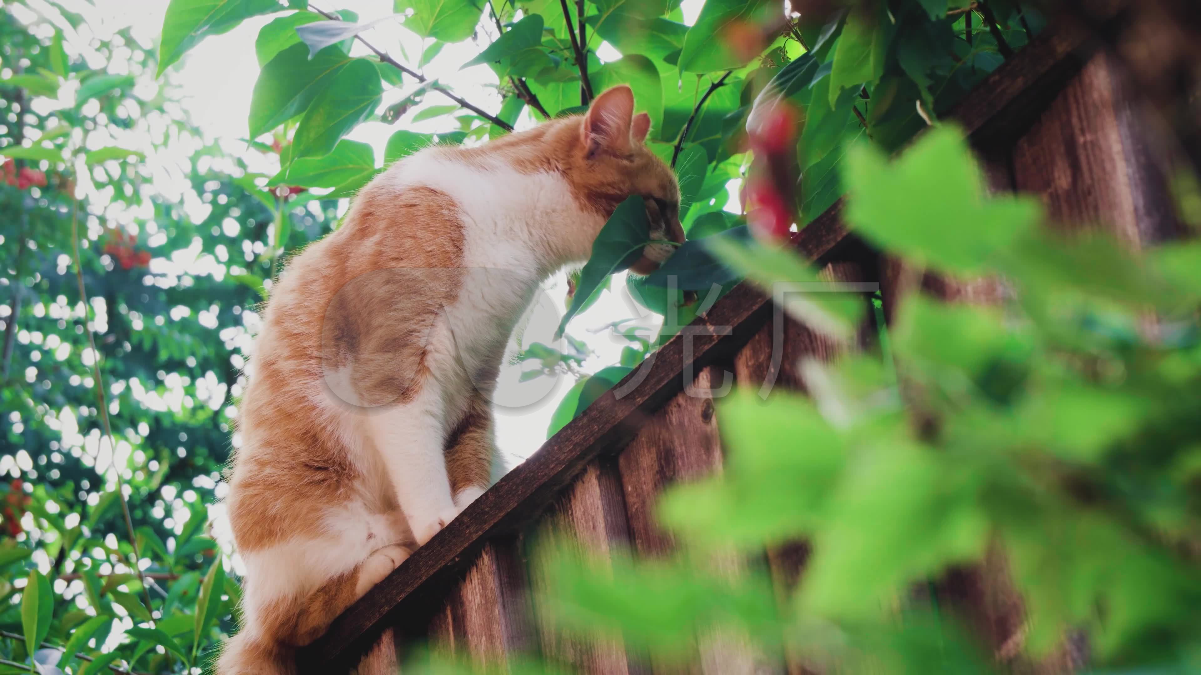 墙头猫咪可爱