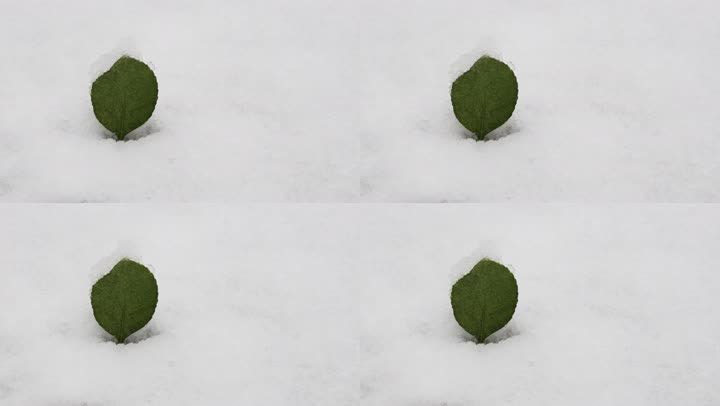 雪降雪下雪雪地大雪雨雪雪花积雪植物绿叶叶子生命顽强 【声明】vj师