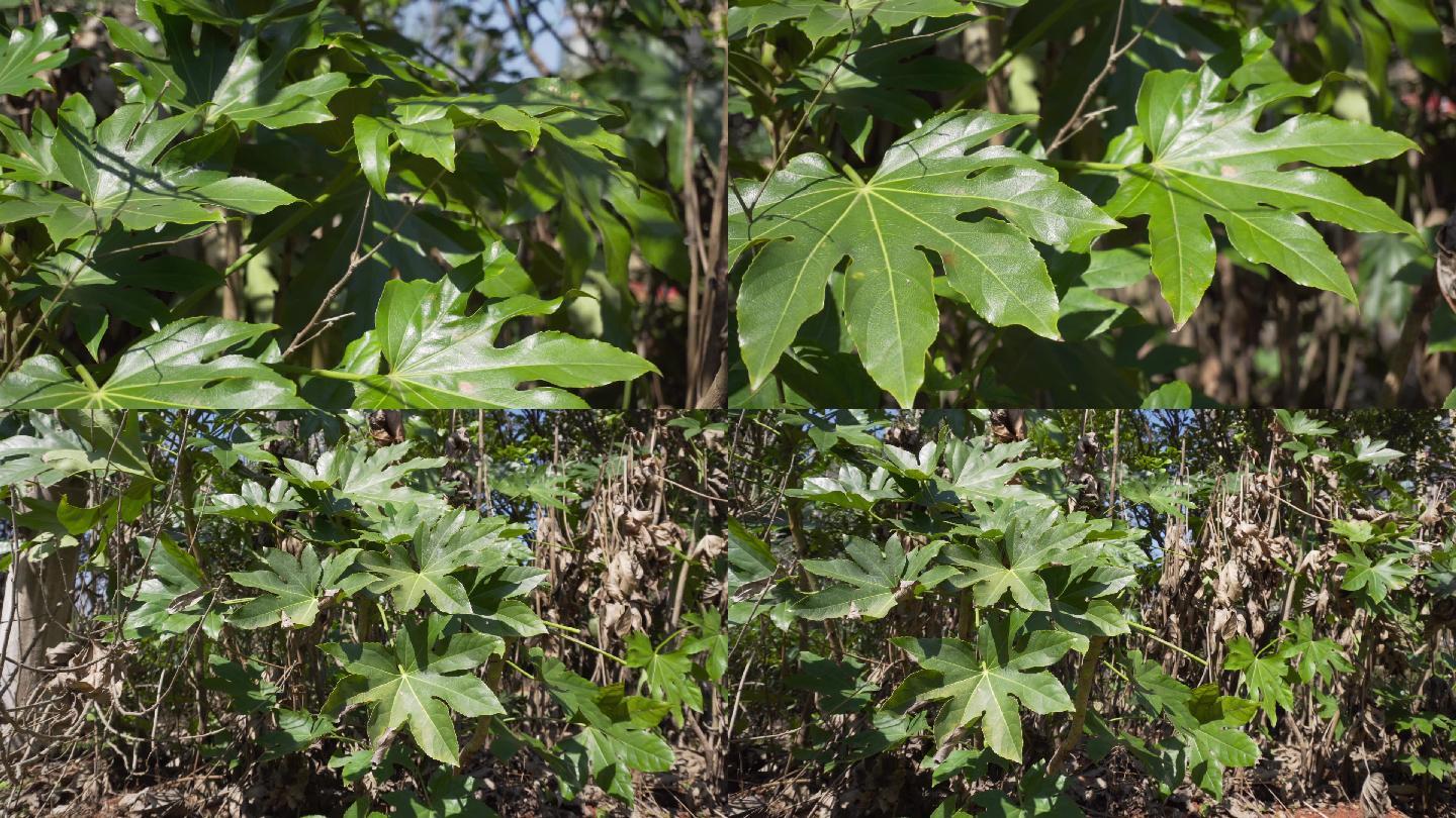 八角金盘植物