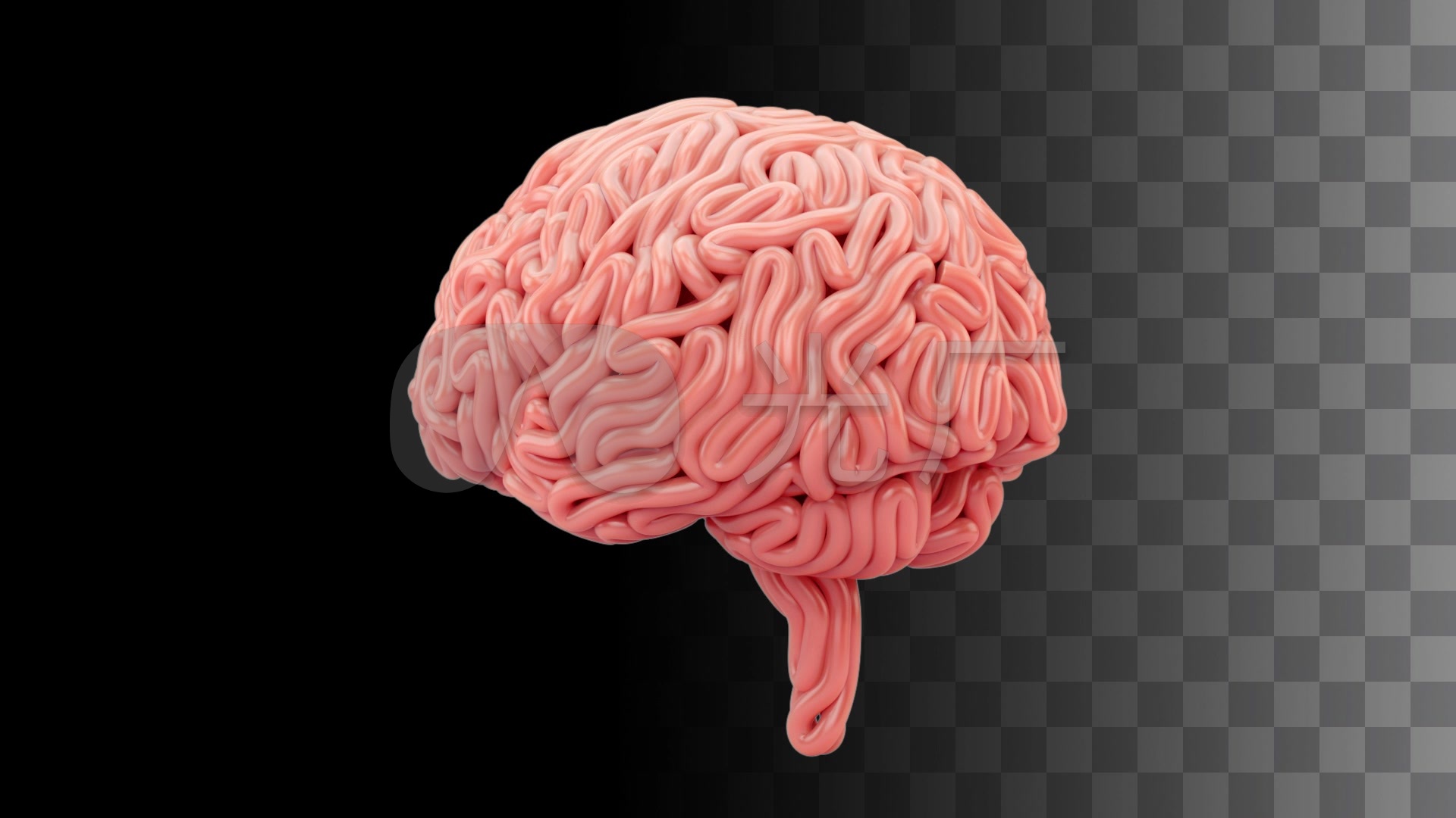 alpha-大脑形成3d三维全息动画
