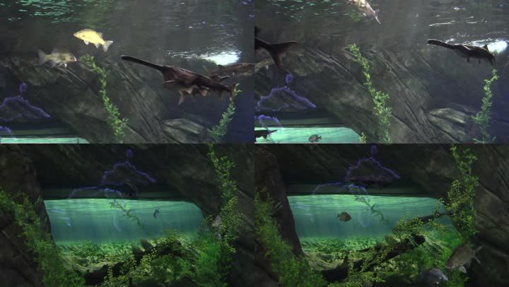 海底鱼生物景观