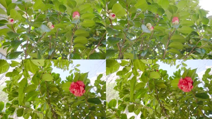 上一页 / 下一页 键盘左右键也可以翻页哟画质举报 山茶花含苞待放的