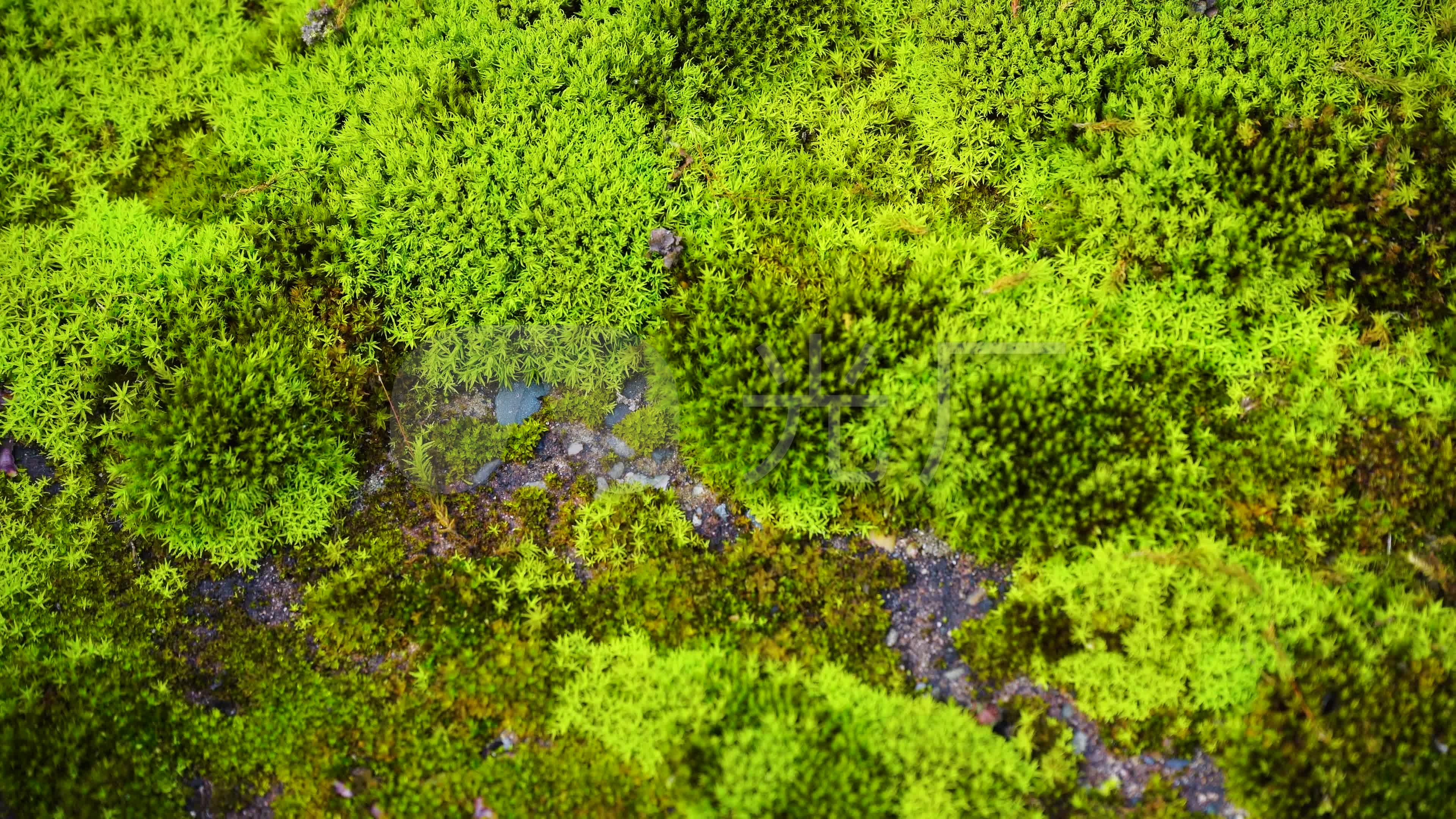 4k青苔_3840x2160_高清视频素材下载(编号:4350115)
