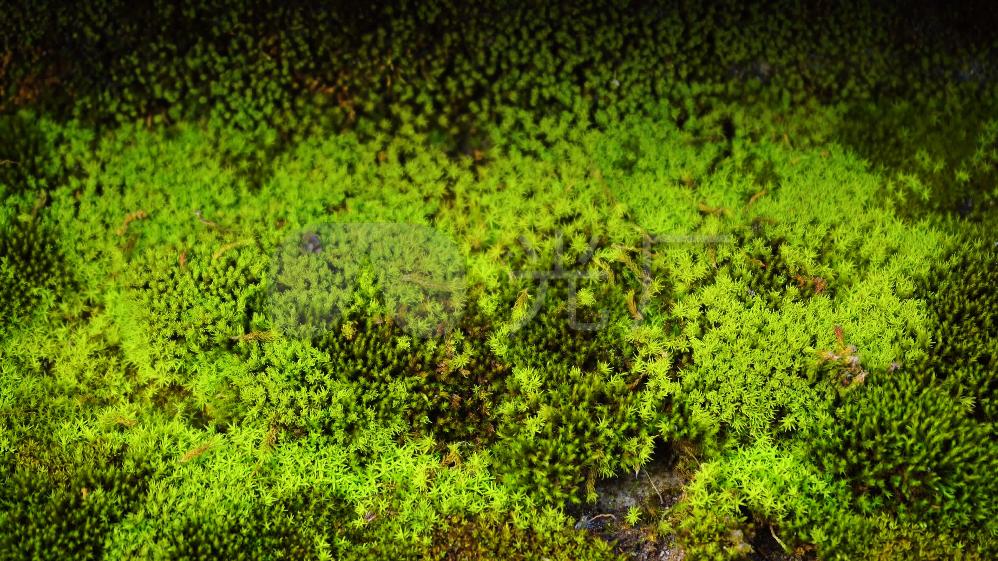 4k青苔_3840x2160_高清视频素材下载(编号:4350115)_实拍视频_vj师网