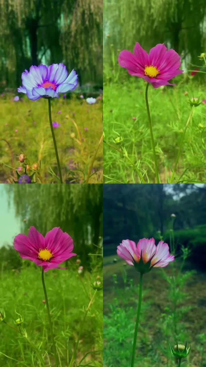 盛开的秋英花_576x1024_高清视频素材下载(编号:)__vj