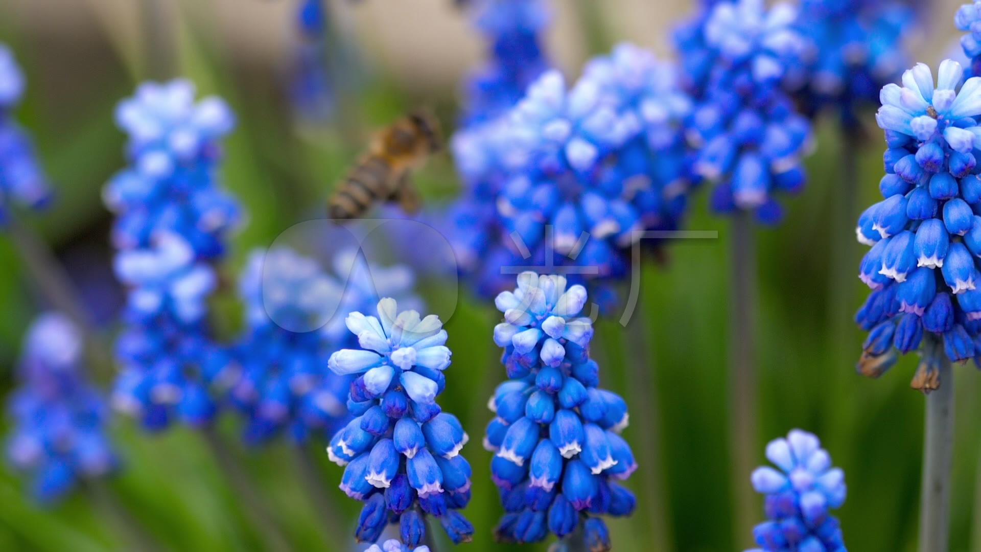 4k花与蜜蜂