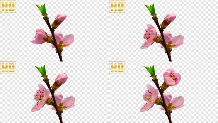 桃花 桃花开放 延时摄影 花儿 开花 开花过程