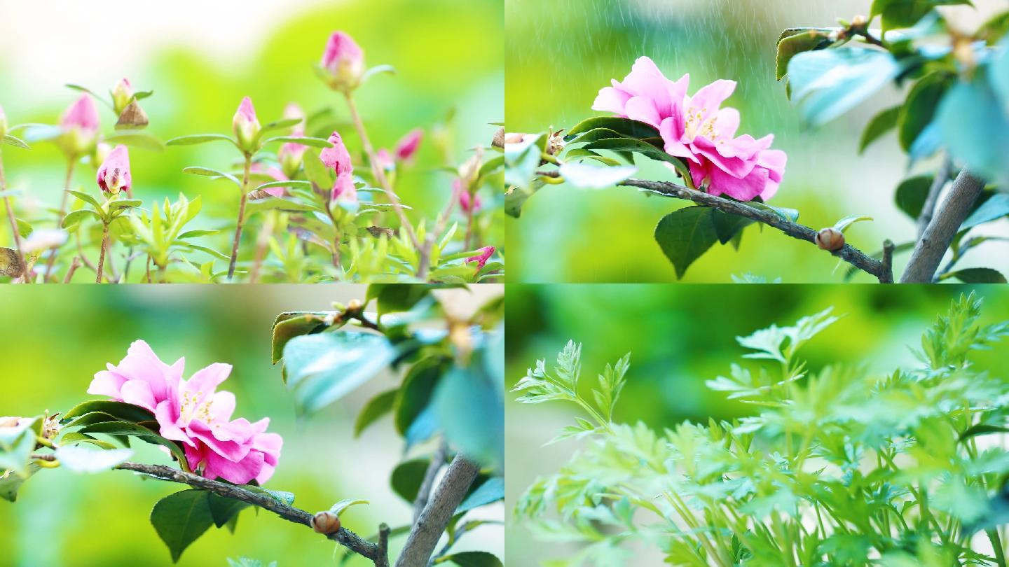 春天的味道