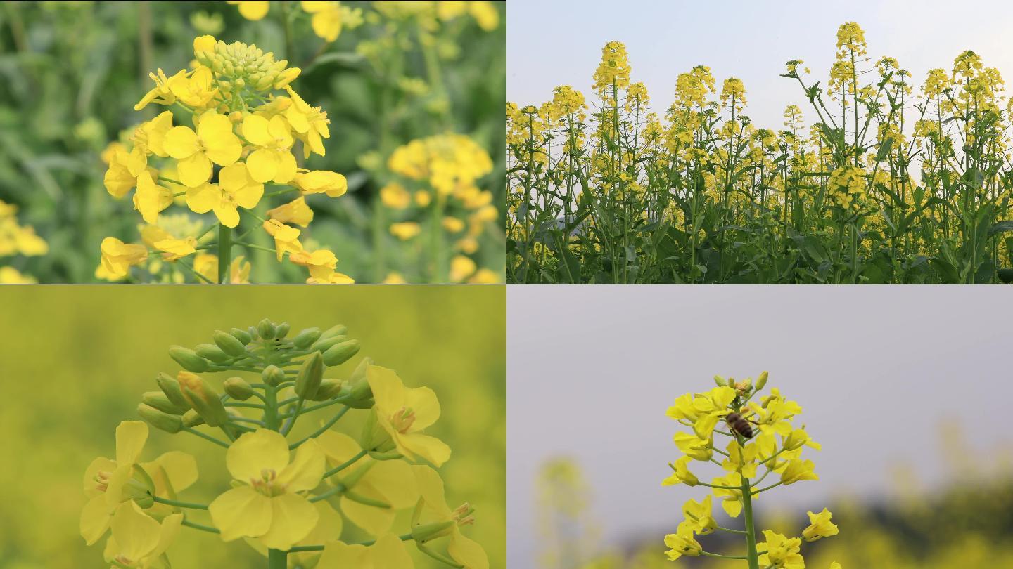 油菜花特写