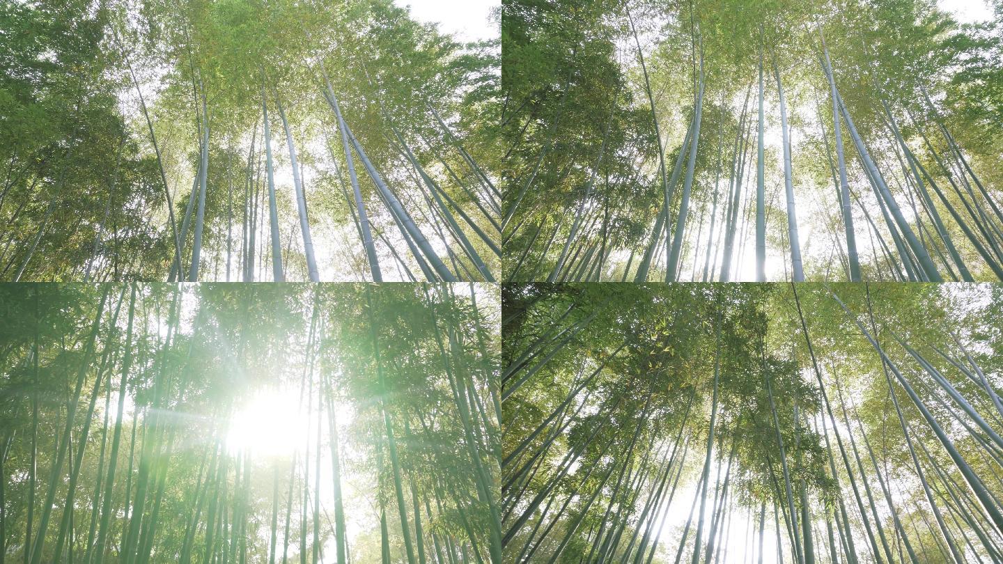 【4k】阳光竹林,竹叶竹子