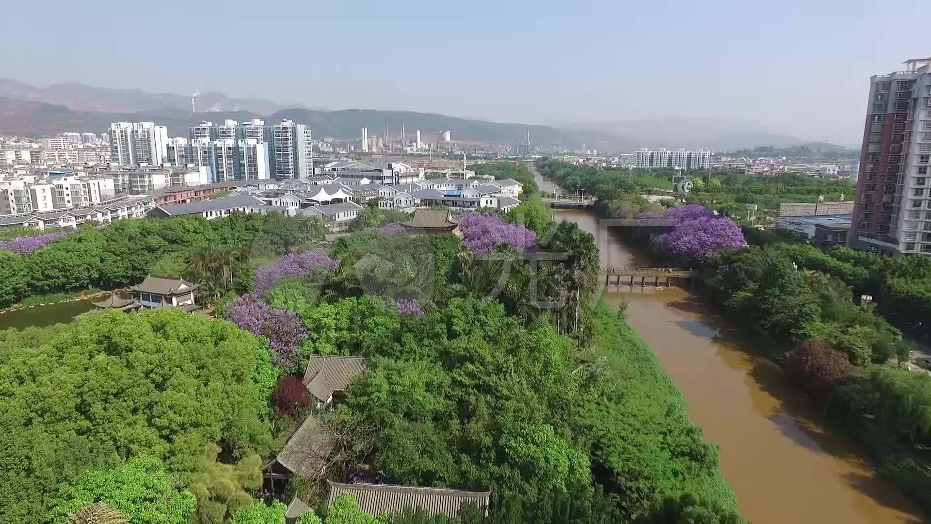 红河州开远市庐江公园蓝花楹03
