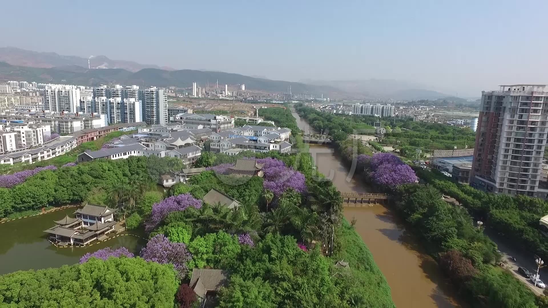 红河州开远市庐江公园蓝花楹_1920x1080_高清视频素材下载(编号