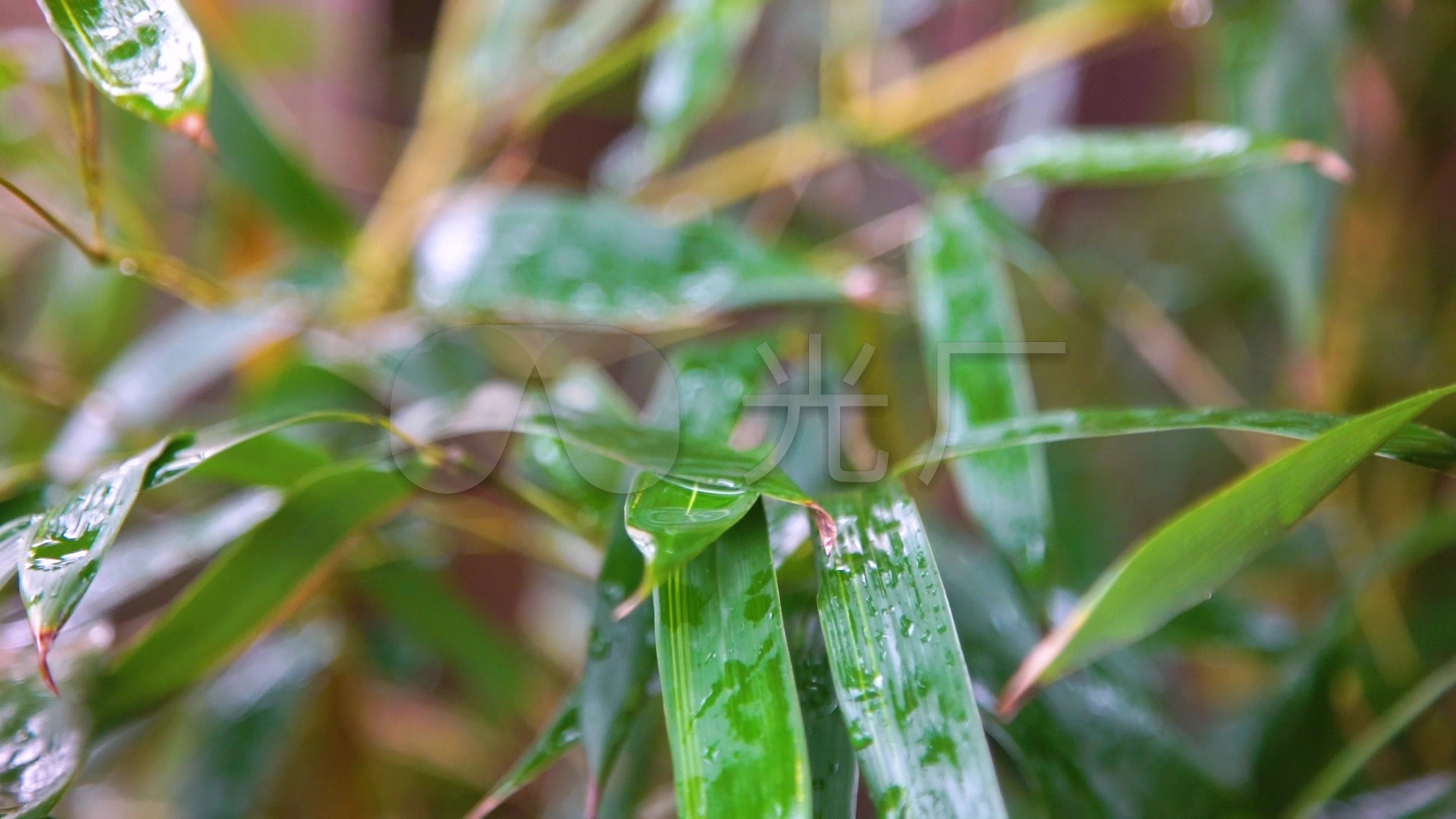 下雨小草春雨绵绵梅雨季节露水_1920x1080_高清视频