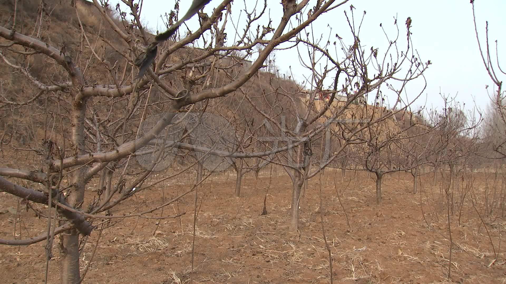 冬季樱桃树01