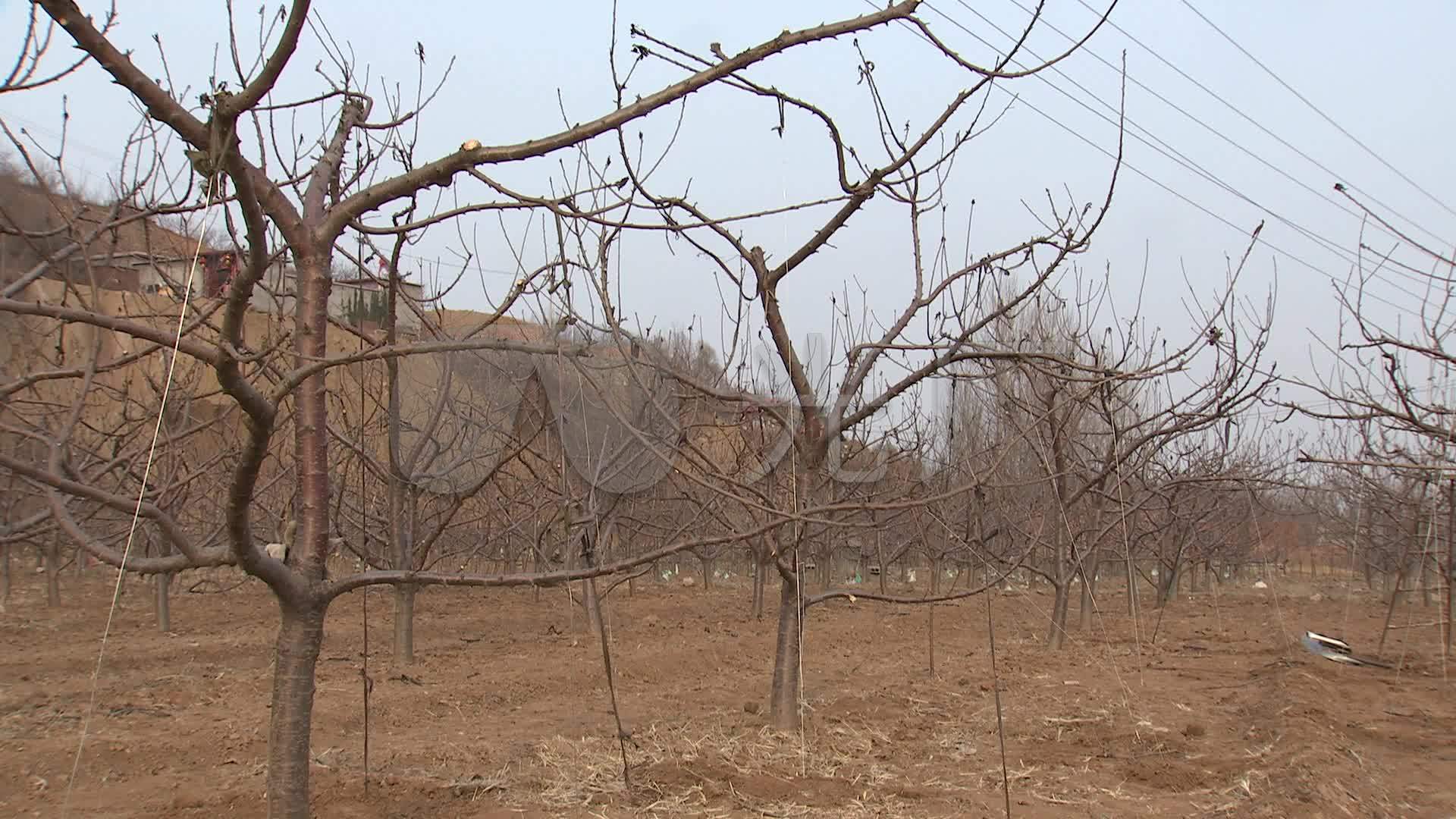 冬季樱桃树02