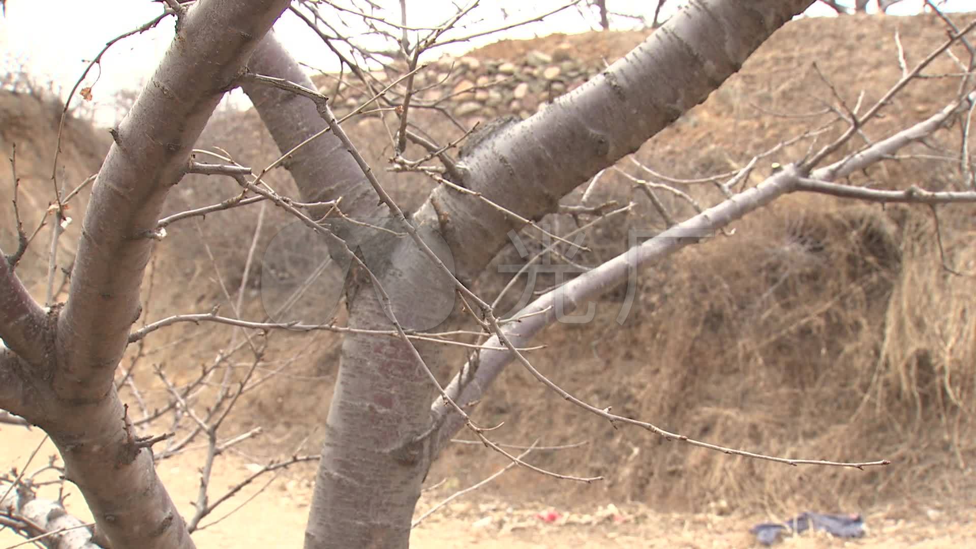 冬季樱桃树05