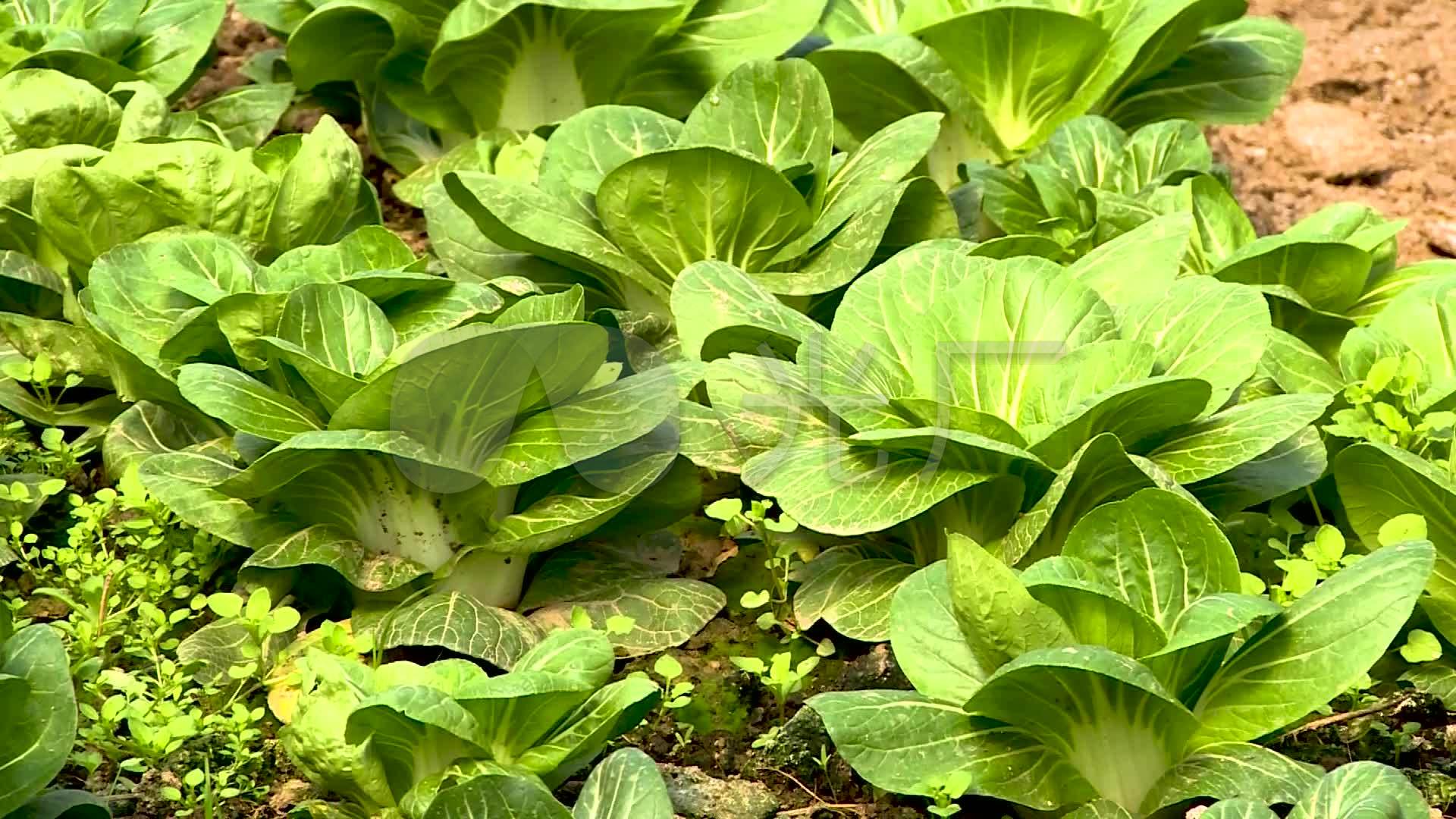小白菜蔬菜素菜白菜绿色青菜_1920x1080_高清视频素材下载(编号